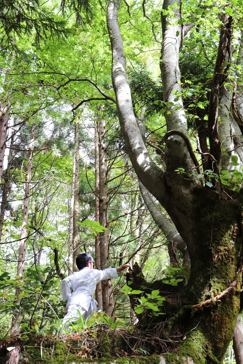 岩井滝(iwai-waterfall)