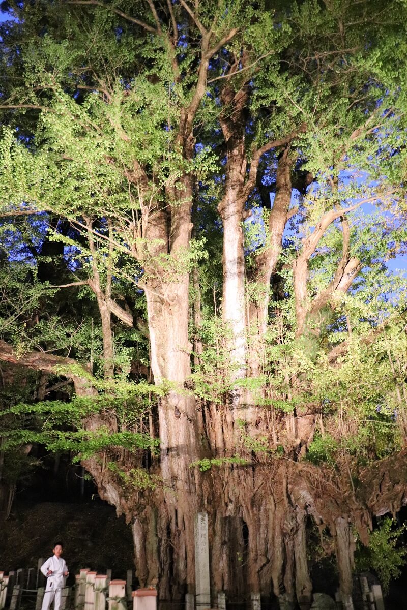 The big ginkgo tree of Bodai-ji（菩提寺の大イチョウ）